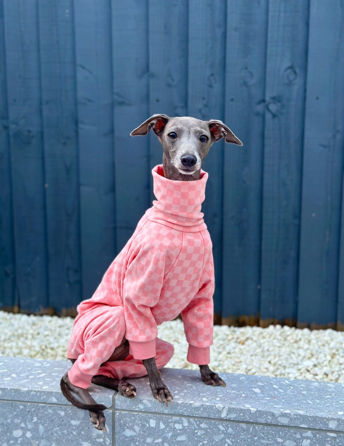 Greyhounds fashion in pajamas