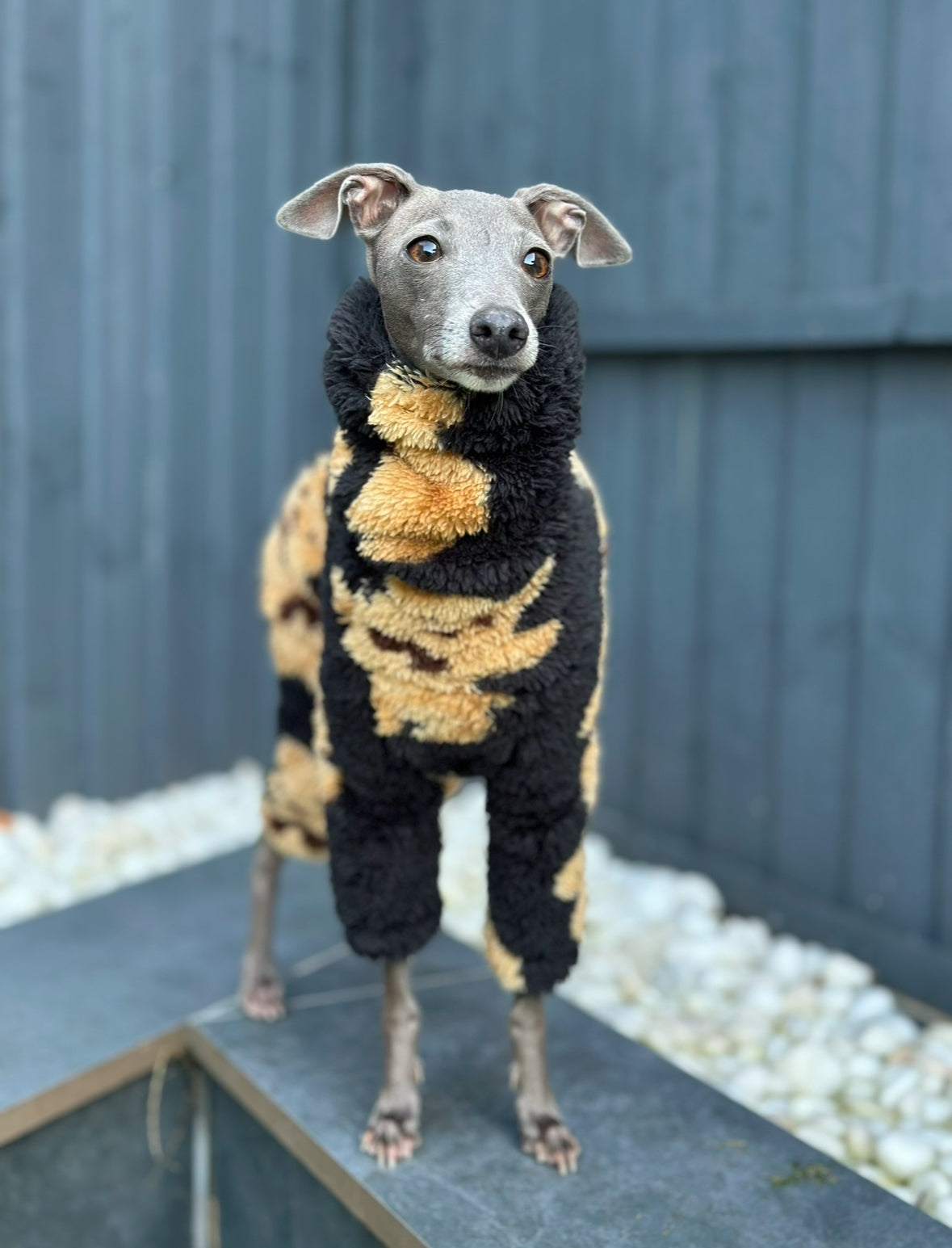 Teddy Jumpsuit | Italian Greyhound jumpsuit