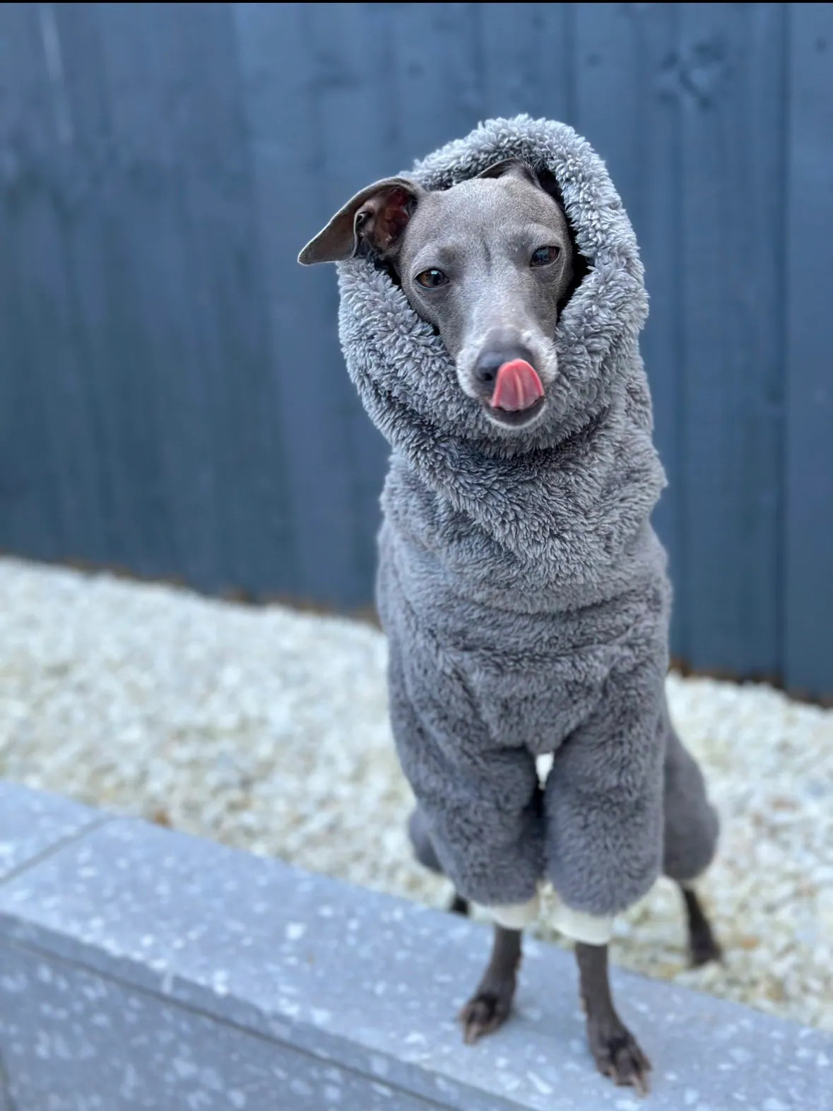 Grey Turtleneck Fleece | Italian Greyhound Jumpsuit