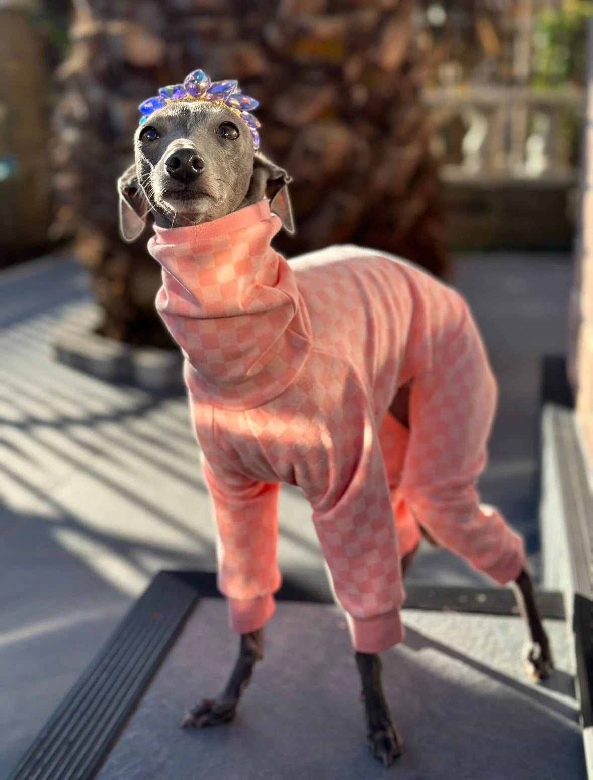 Posh Pajamas Peach | Italian Greyhound Clothing